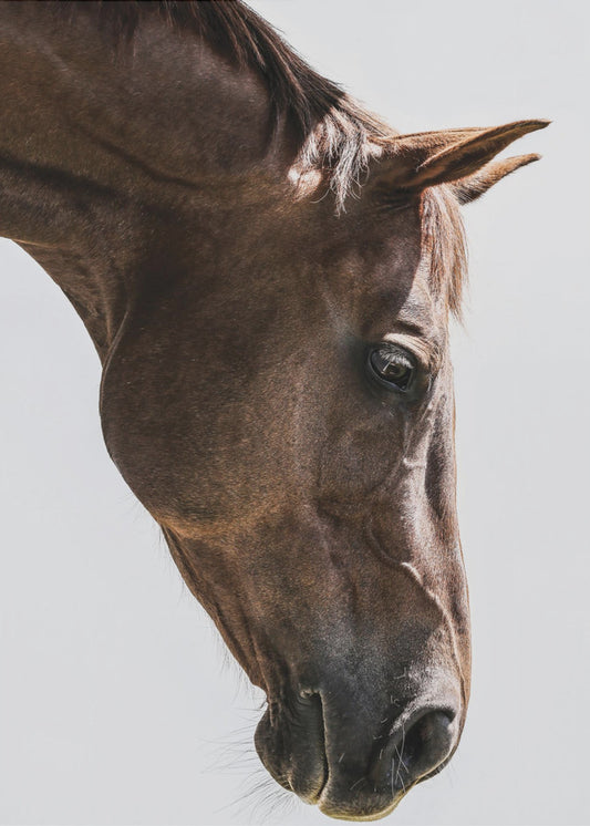 Portrait of a Horse Head | Canvas