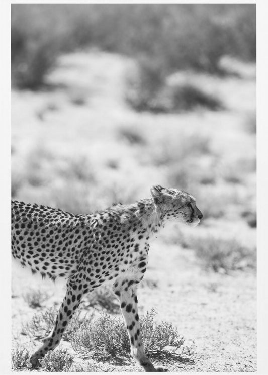 A Cheetah Walking | Canvas