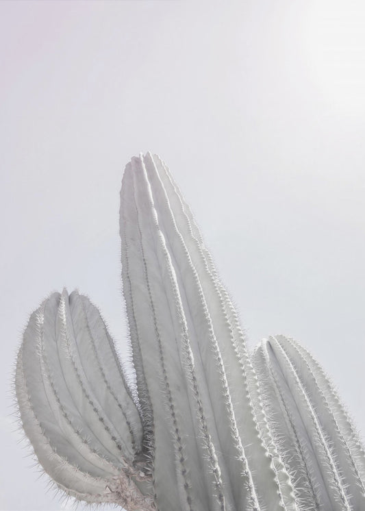 Minimalist Cactus | Poster