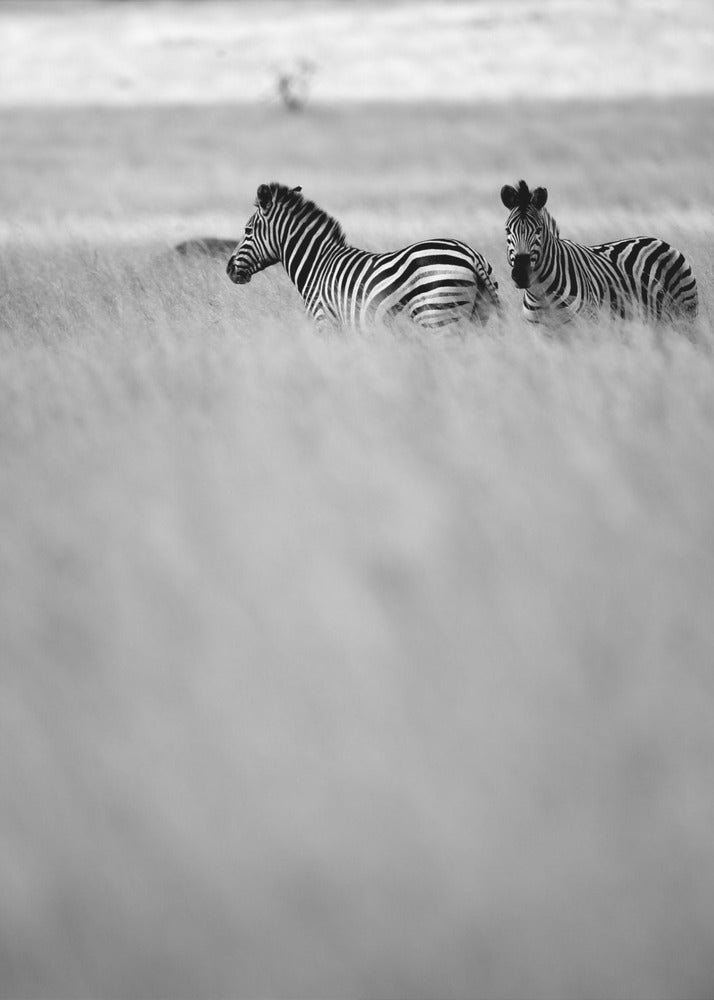 Zebras in the Mist | Poster