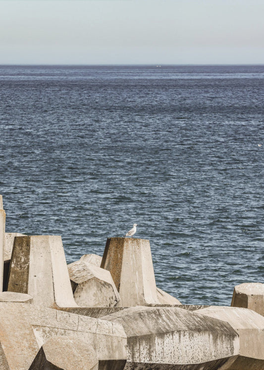 Seagull by the Sea | Canvas