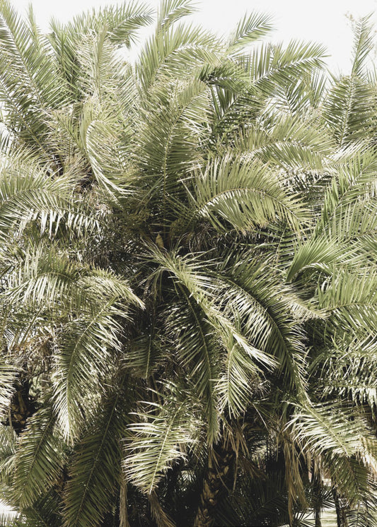 Verdant Palm Waves | Poster