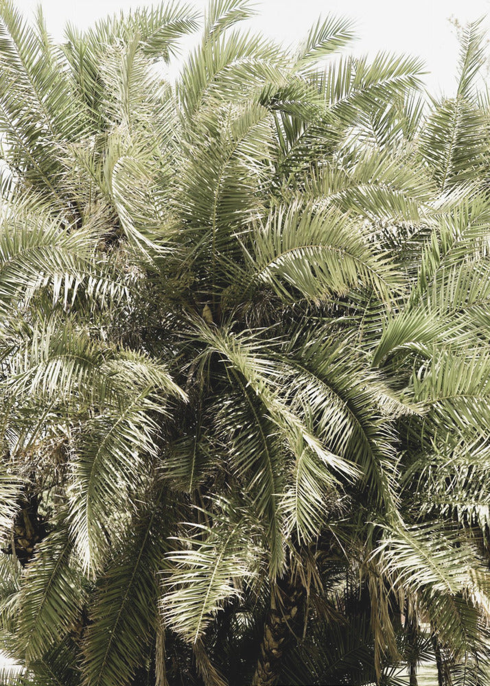 Verdant Palm Waves | Canvas