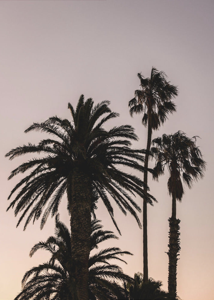 Silhouette of Palm Trees | Canvas