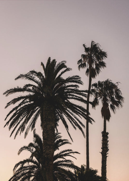 Silhouette of Palm Trees | Canvas