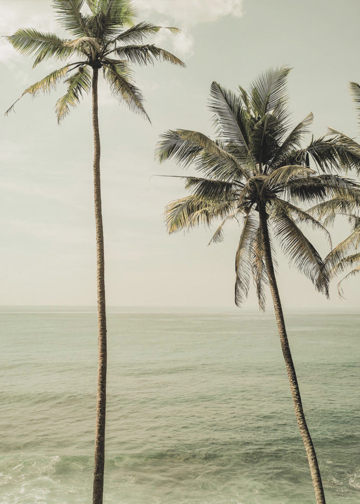 Oceanside Palms | Poster