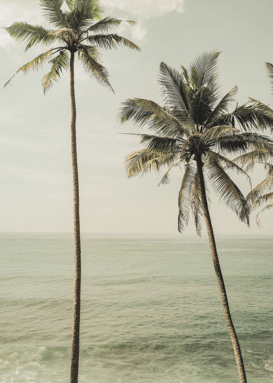 Oceanside Palms | Canvas