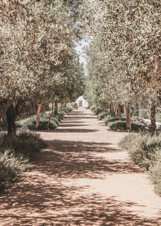 A Serene Tree Lined Path with Sunlight | Canvas
