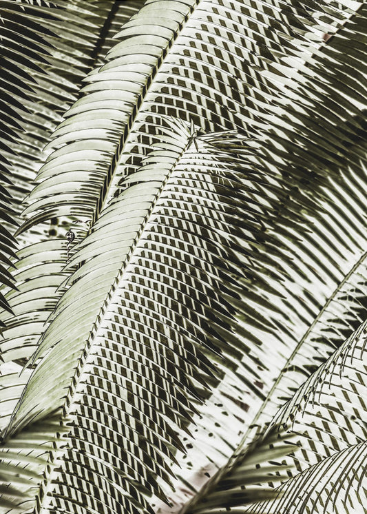 Shadow Dancing | Canvas