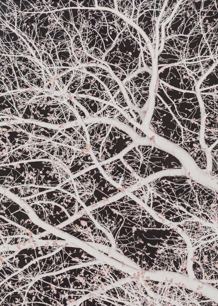 Tree Branches | Canvas