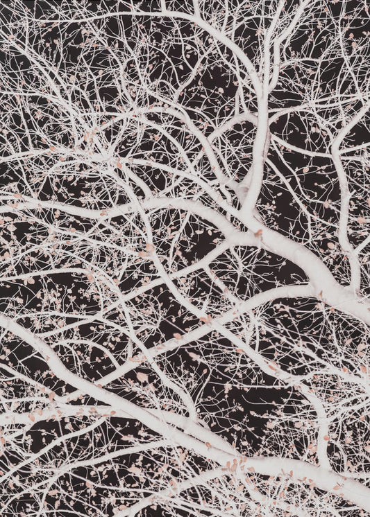 Tree Branches | Canvas