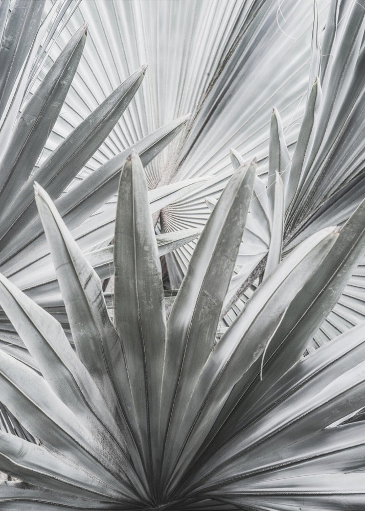 Silver Spray | Poster