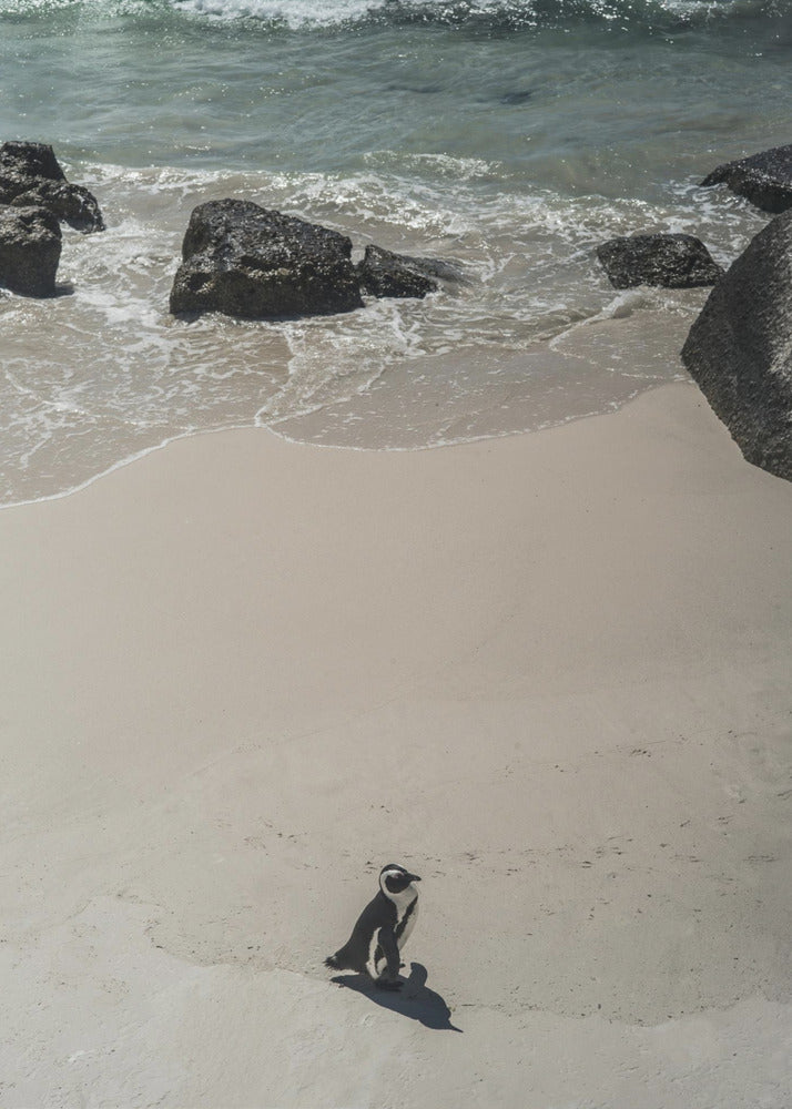 Lonely Beach Stroll | Canvas