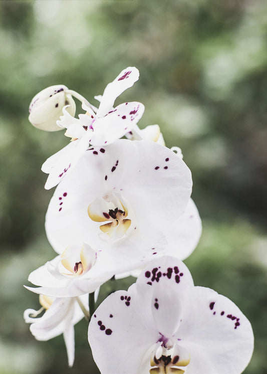 Spring Blooms | Canvas