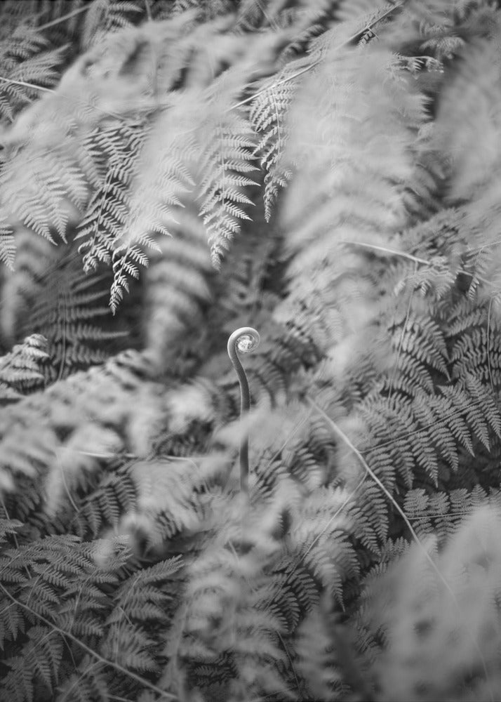 Black And White Photograph | Canvas