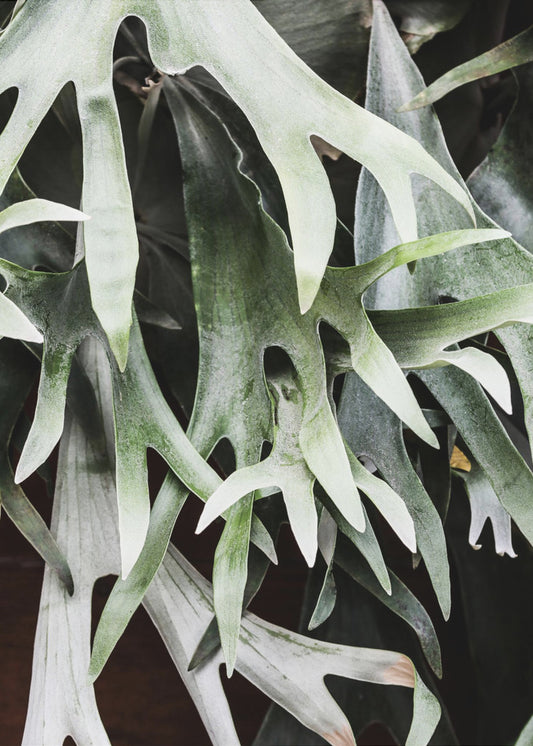 Enchanted Fronds | Canvas