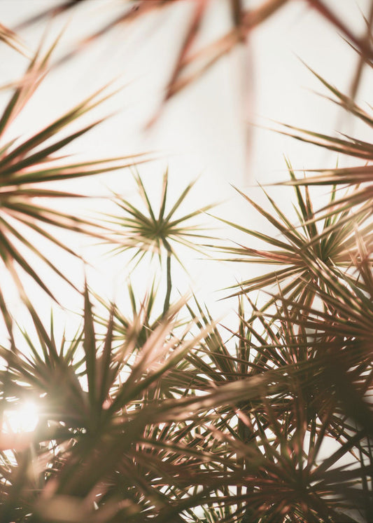 Abstract Beauty Of Spiky Plant | Poster