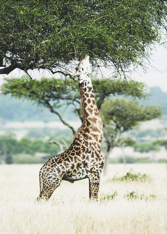 Majestic Giraffe Stretches | Canvas