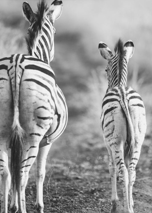 Striped Horse Back Side | Poster