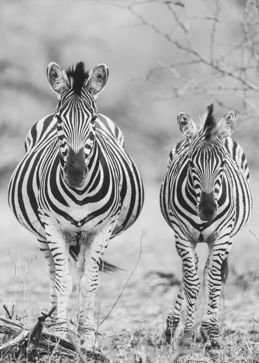 Striped Horse Front On | Canvas