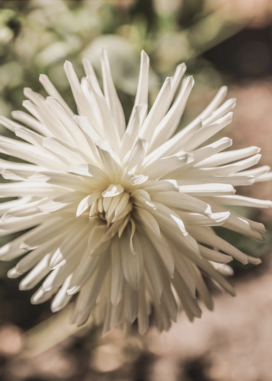 White Blossom Glow | Poster