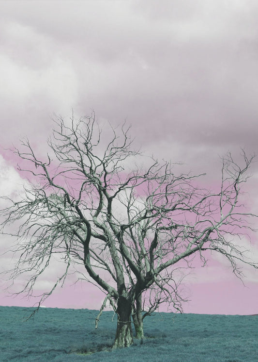 Barren Tree Against A Dreamy Pink Sky | Poster