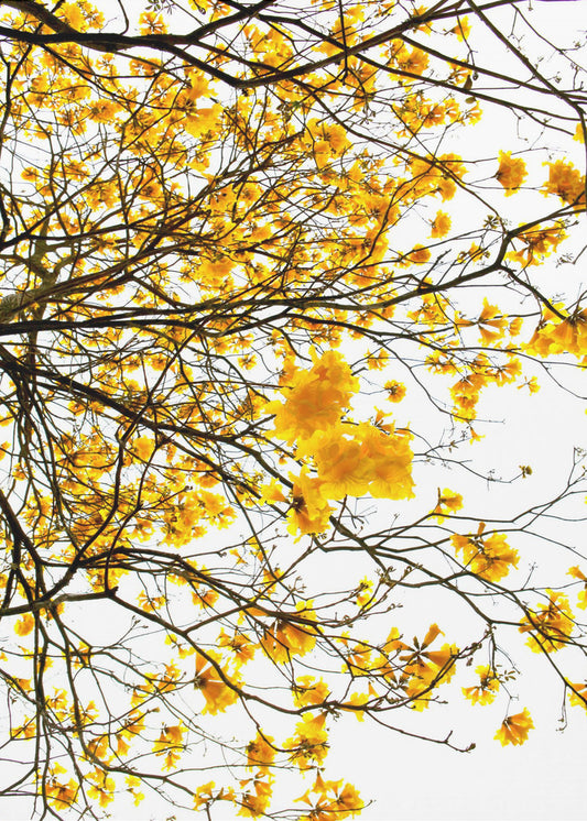 Golden Canopy Burst | Poster
