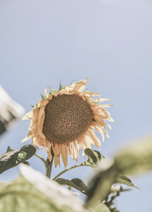 Golden Bloom Sky | Poster