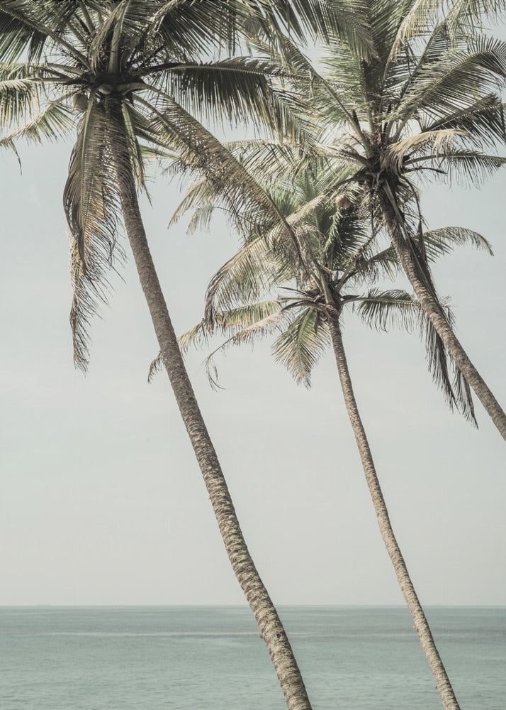 Ocean Breeze Palms | Canvas