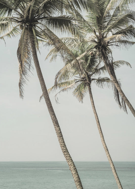 Ocean Breeze Palms | Canvas