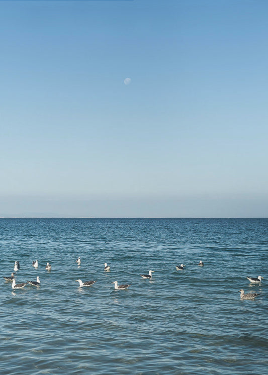 Moonlit Seabirds | Canvas