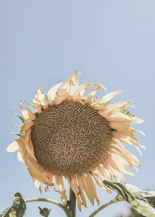 Golden Sunflower Sway | Canvas