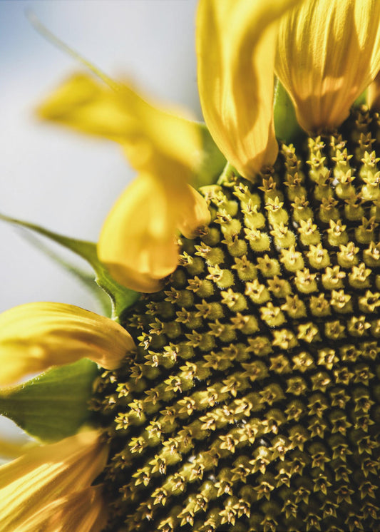 Sunflower Close Up | Canvas