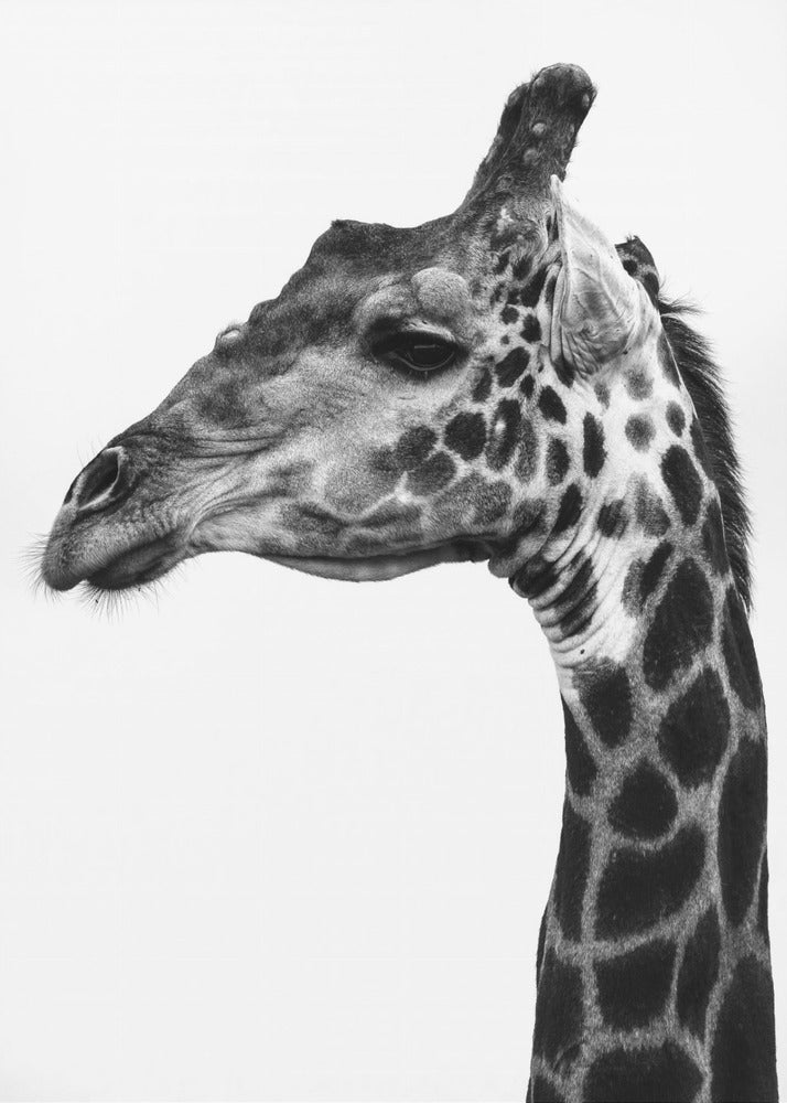 Intricate Patterns Of A Giraffe's Skin | Poster