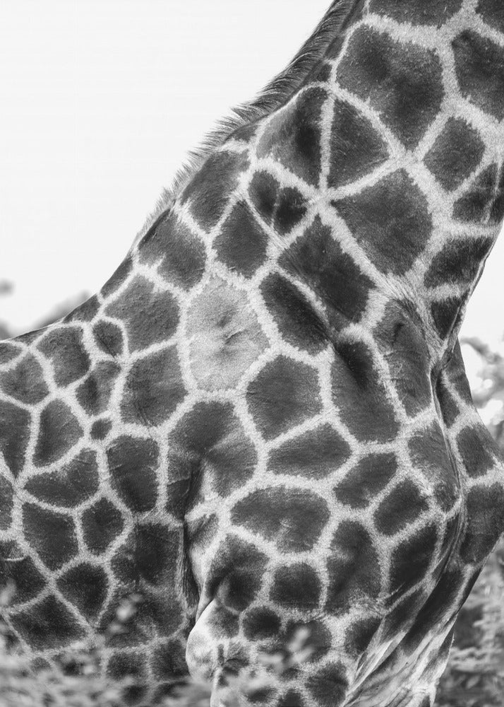 Intricate Patterns Of A Giraffe&#039;s Skin | Canvas
