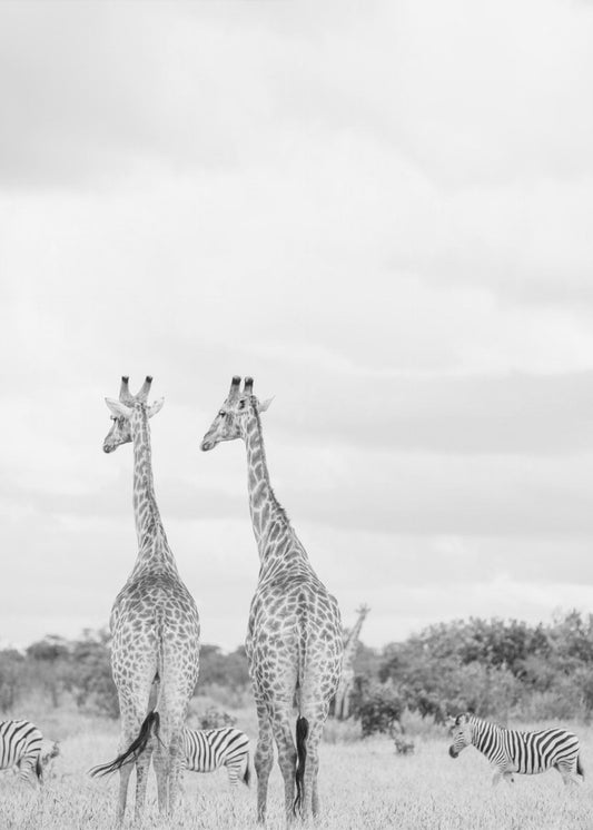 Super Safari | Canvas