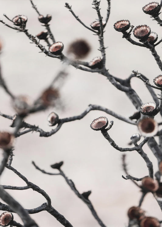 Swartberg Protea | Canvas