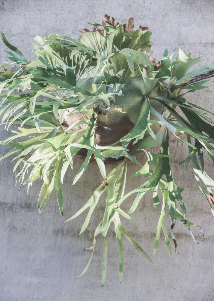 Wall Fern Delight | Canvas