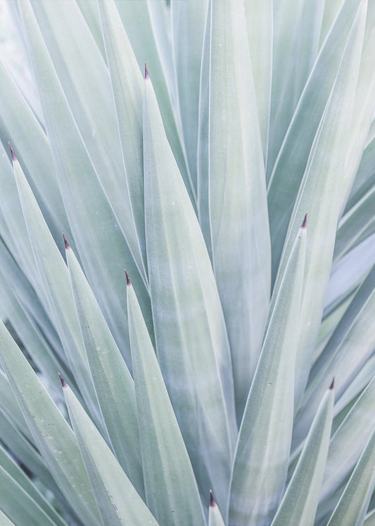 Azure Agave Dance | Canvas