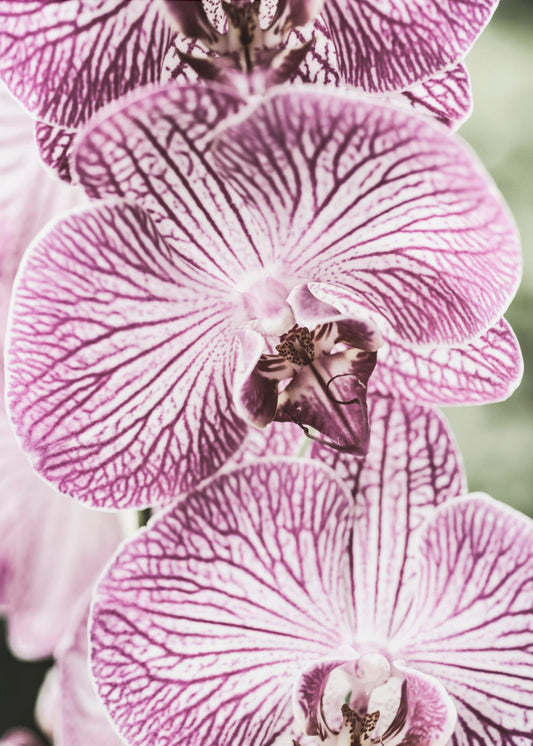 Tiger Blooms | Canvas