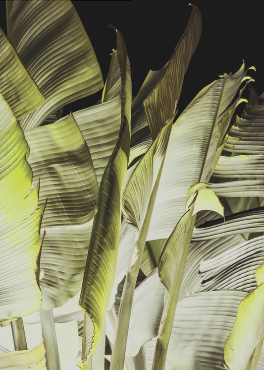Banana Leaves In Soft Lighting | Canvas