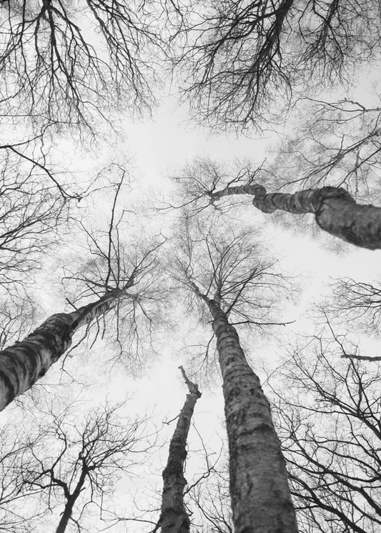 Reaching Branches | Poster