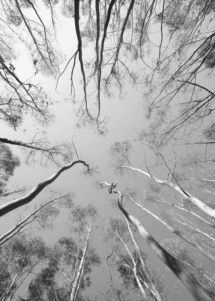 Skyward Symphony | Poster