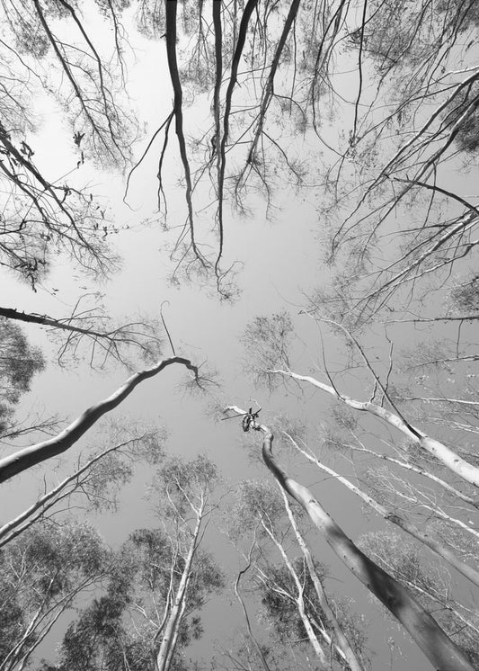 Skyward Symphony | Canvas