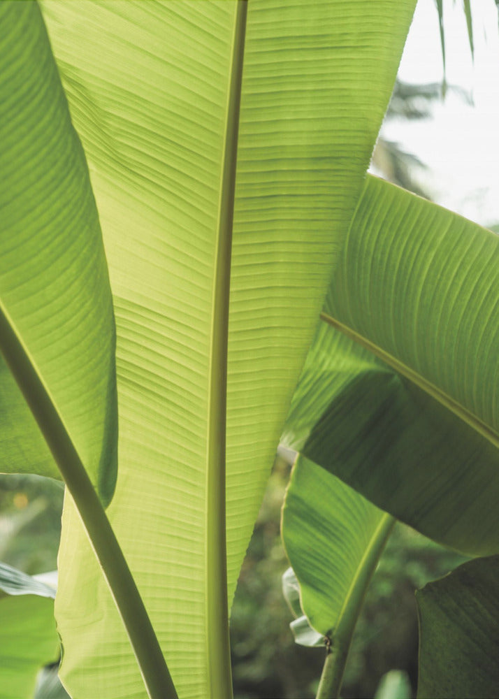 Tropical Banana Leaves | Canvas