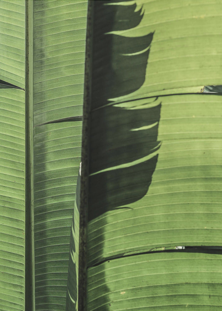Tropical Banana Leaves | Canvas