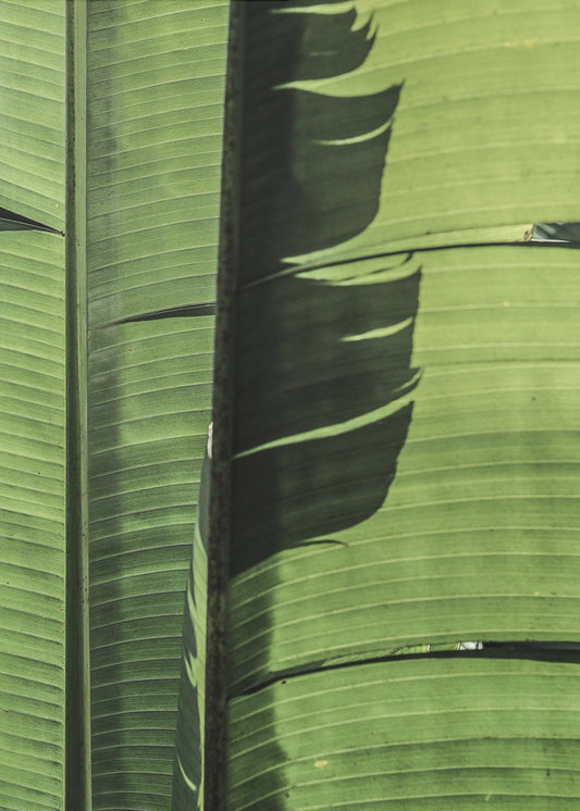 Tropical Banana Leaves | Canvas