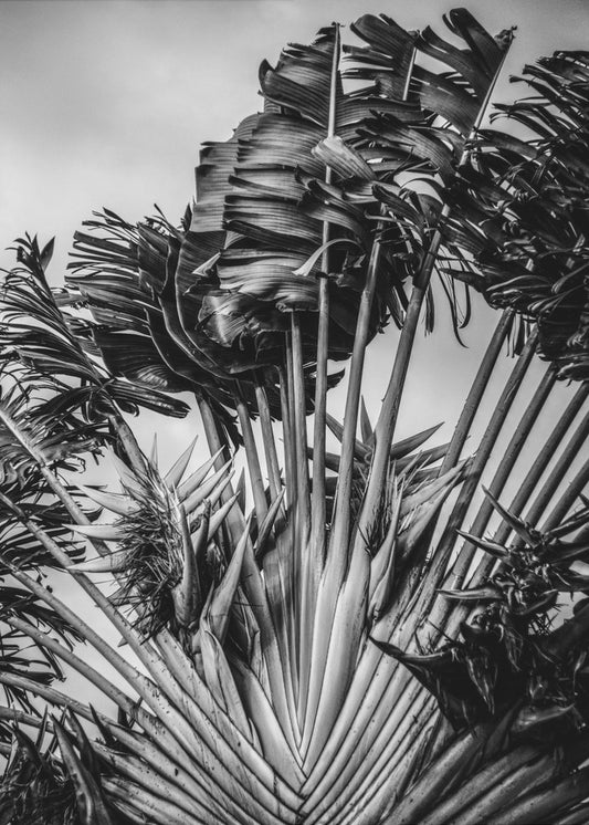 Tropical Dancer | Canvas