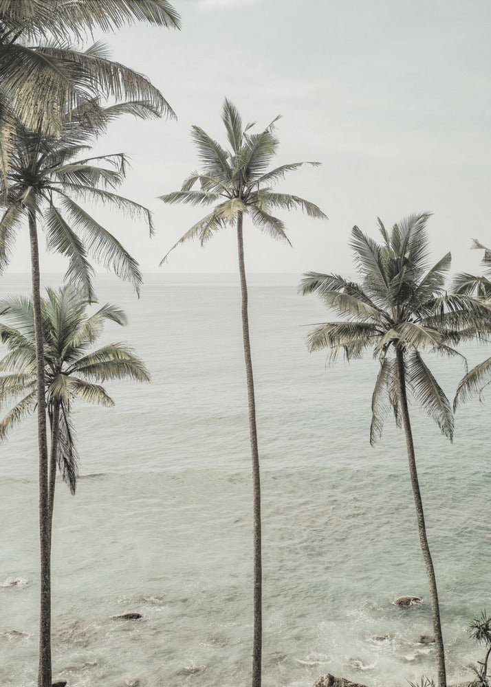 Tropical Dreams | Poster