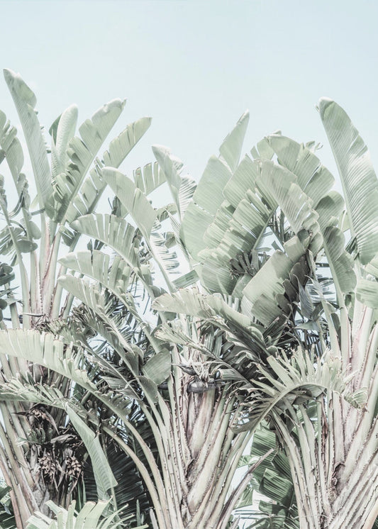 Tropical Whispers | Canvas